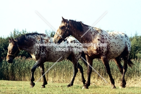 knabstrups walking in a field in denmark