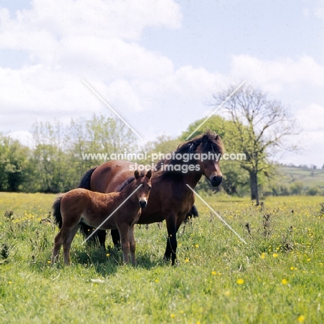 Dartmoor mare with foal full body 