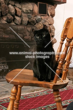 black American Curl at home