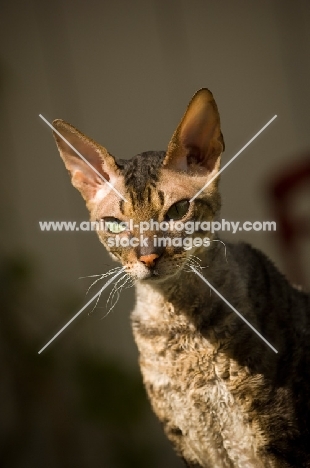 Cornish Rex