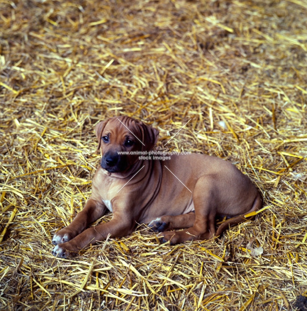 rhodesian ridgeback puppy lying on straw,