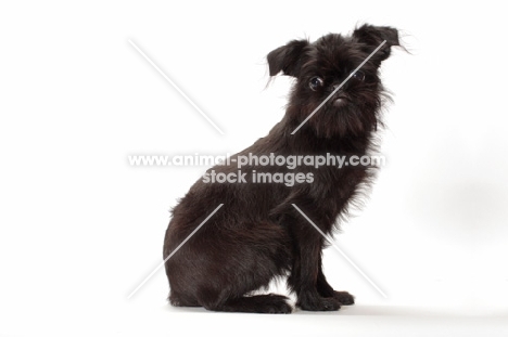 black Griffon Bruxellois sitting down