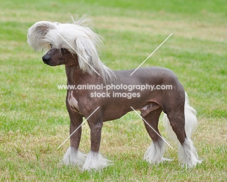 Chinese Crested Dog side view
