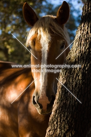 Belgian Draft horse behind tree