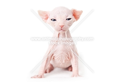 3 week old Sphynx kitten