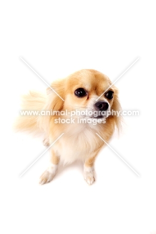 Long Haired Chihuahua isolated on a white