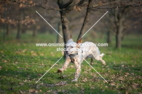 orange belton setter running in a park