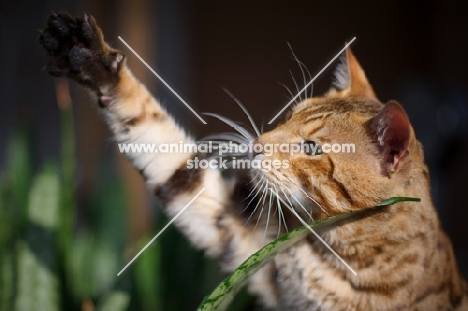 male Bengal cat with paw up