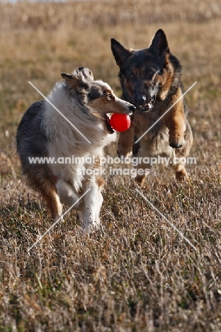 German Shepherd Dog chasing Australian Shepherd