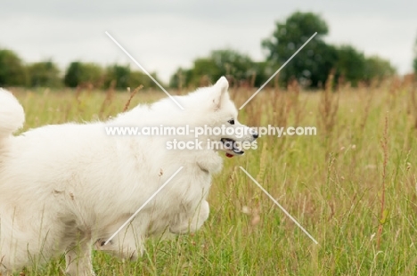 Samoyed running