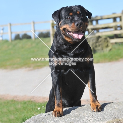 Rottweiler