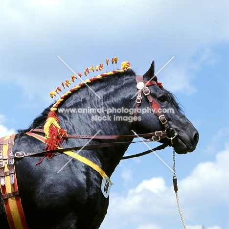 percheron stallion looking gorgeous, at a show, head study 