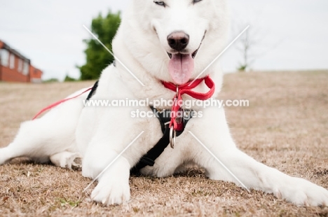 white Siberian Husky lying down