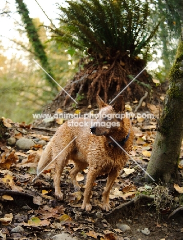 red Australian Cattle Dog near leafy vegetation