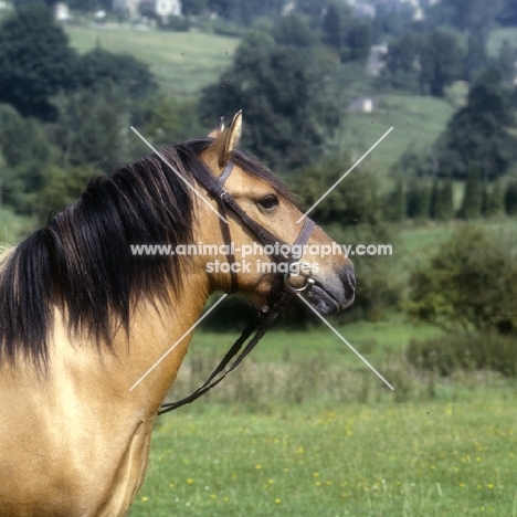 Highland Pony at Nashend Stud head and shoulders