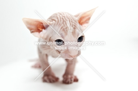 sphynx kitten looking toward camera