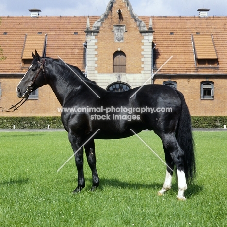 hanoverian stallion, lombard, at celle