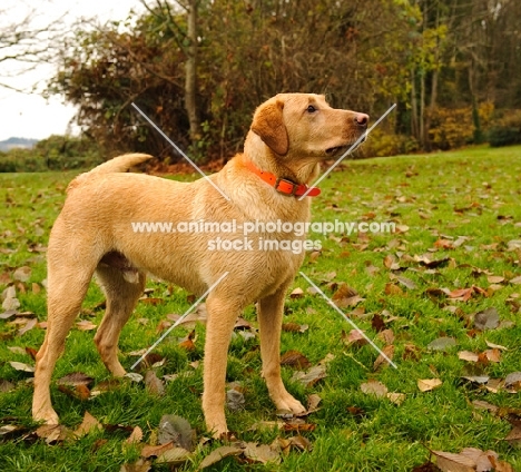 Labrador Retriever standing in grass with fallen leaves.