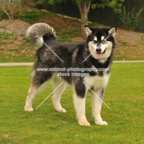 Alaskan Malamute on grass