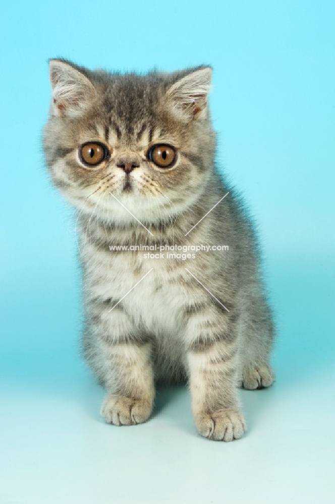 cute blue persian kitten sitting on blue background