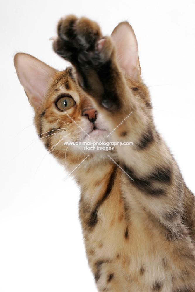 young brown spotted tabby Bengal cat on white background