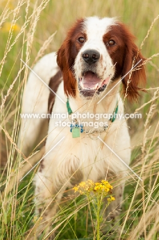 Irish red and white setter in field