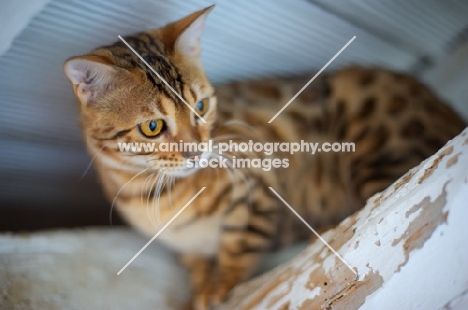 portrait of an alert bengal cat