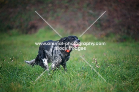 black and white English Setter running in a field