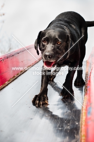 black Labrador Retriever on slide