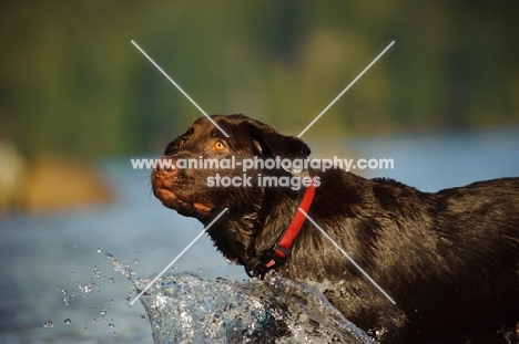 Chocolate Lab splashing in water.