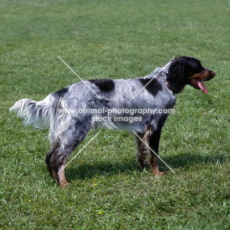 picardy spaniel side view