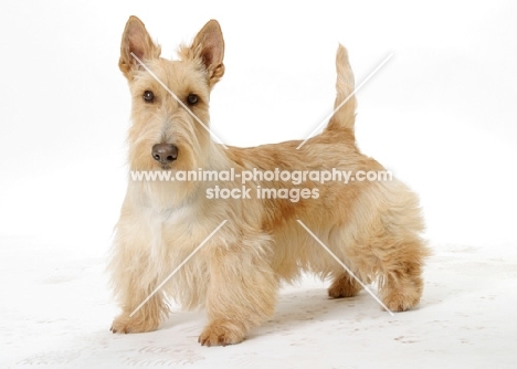 wheaten Scottish Terrier on white background