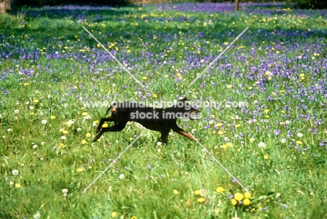 ch keyline vengeance, manchester terrier galloping with bluebells