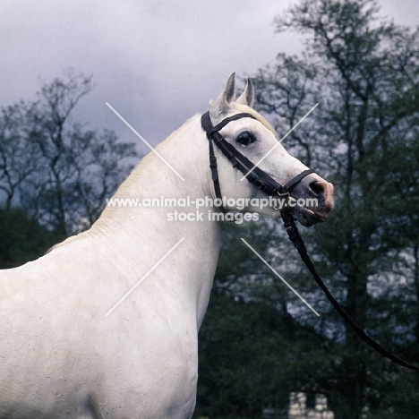 Saher, German Arab stallion at marbach, head and shoulders