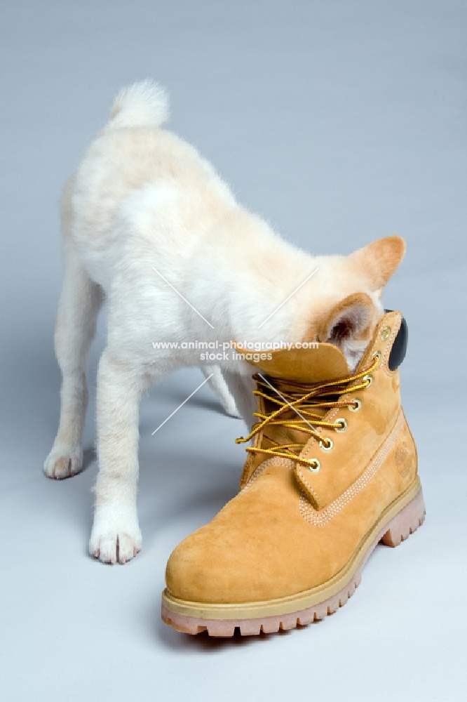 shiba inu with his head in a shoe