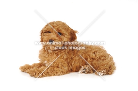 young Cockapoo laying down on white background