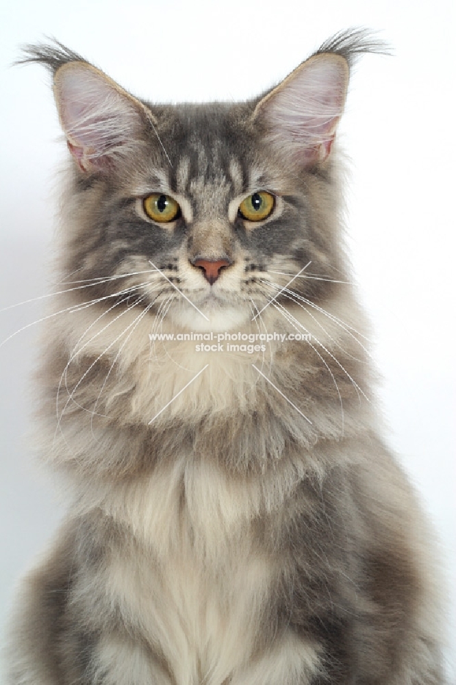 Blue Classic Tabby Maine Coon cat portrait