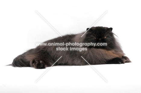 female black persian cat, lying down