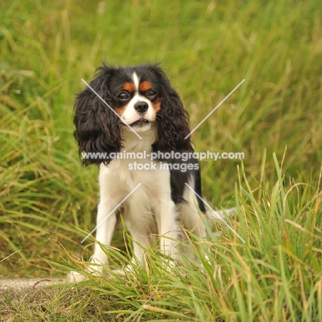 Cavalier King Charles Spaniel