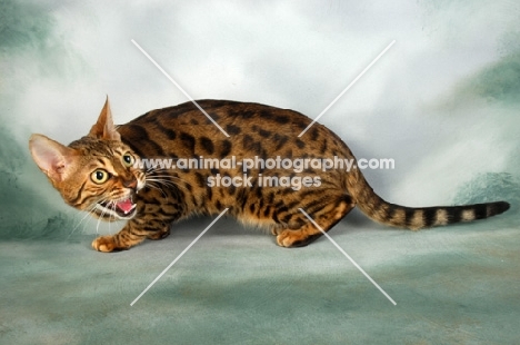 brown spotted bengal hissing