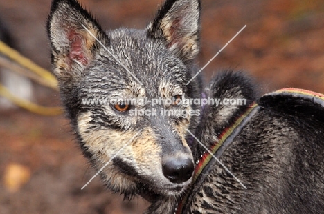 Alaskan Husky