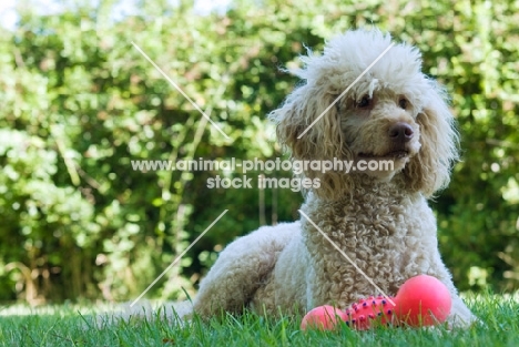 standard poodle lying in grass with toy