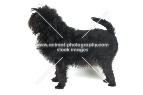 Affenpinscher looking ahead, on white background