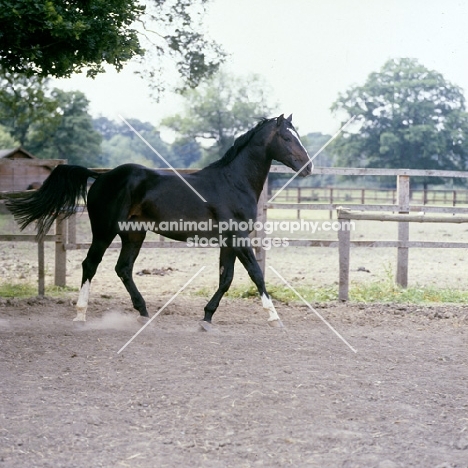 Hanoverian stallion trotting 
