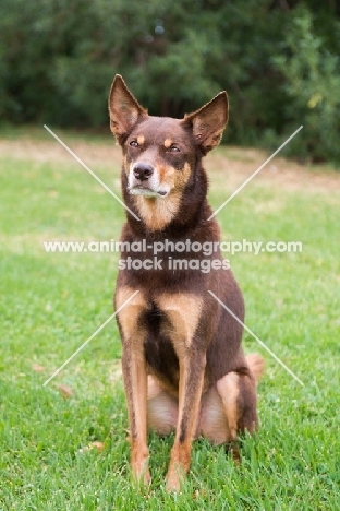 Kelpie sitting on grass