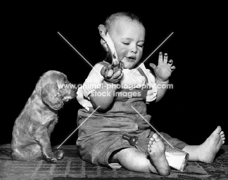Cocker Spaniel puppy with boy who is holding a bone