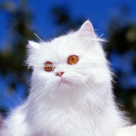 orange eyed white cat portrait