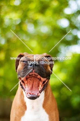 very happy Boxer