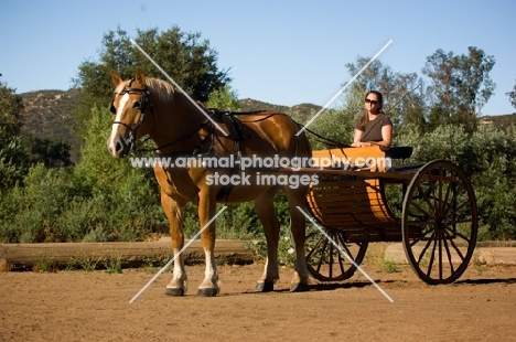 Belgian Draft horse with a cart standing. 