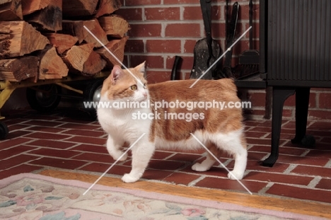 tabby and white Manx cat walking in lounge